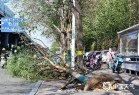 全国近500国家观测站极大风破纪录 还将刮多久