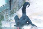 陆地上有没有后肢高度退化 主要靠前肢支撑自己移动的动物