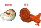 菊石扛住了三次大灭绝事件 却突然和恐龙一起灭绝了
